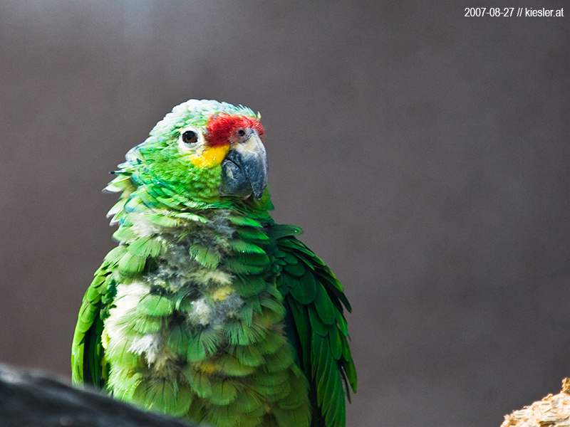 parrot 3