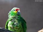 parrot 3