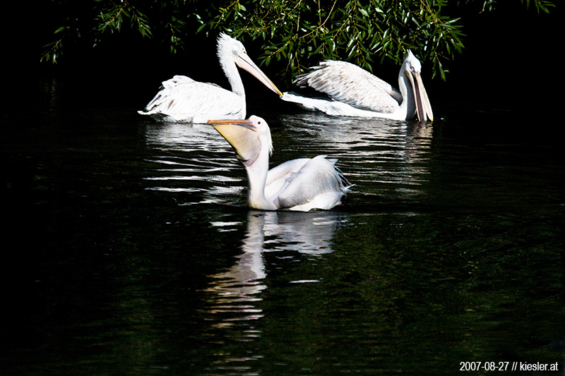 pelican 2