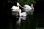 pelican 2