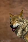 wolf 2