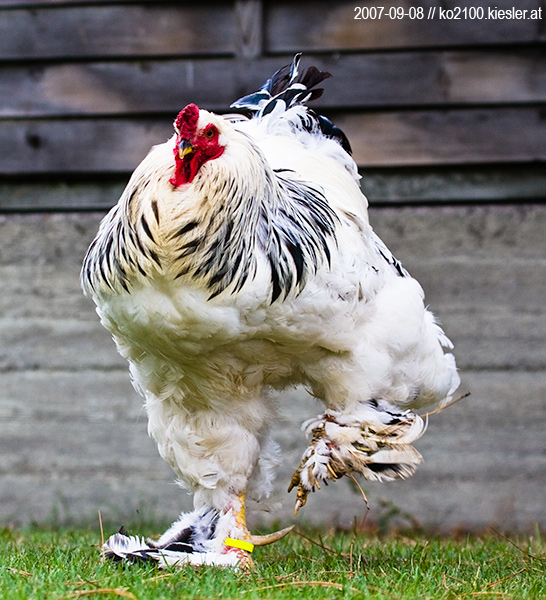 cock