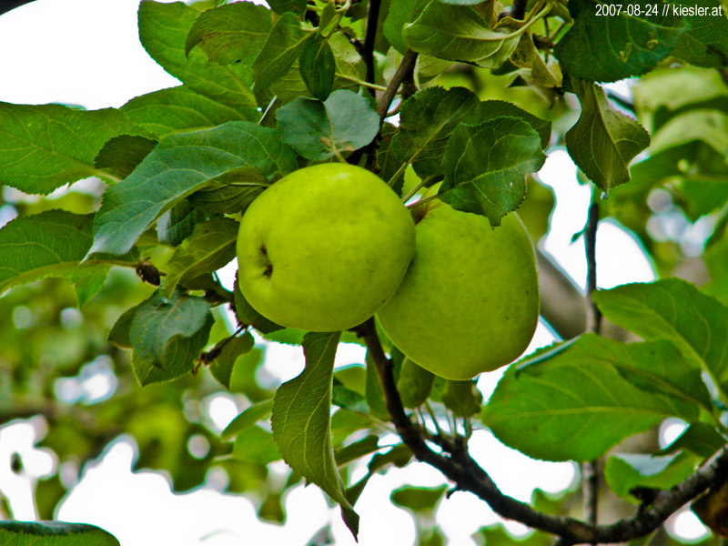 apples