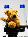 bear