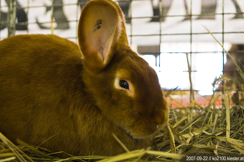 rabbit 1