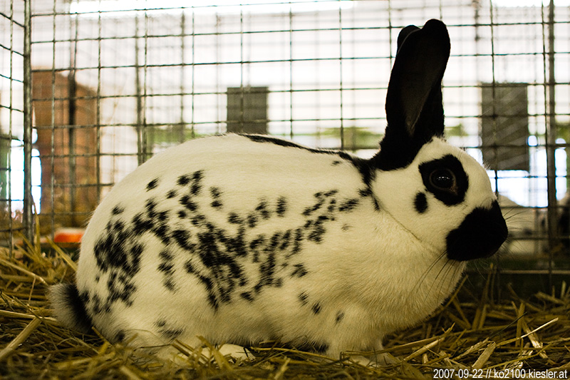 rabbit 2