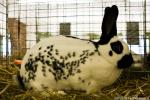 rabbit 2