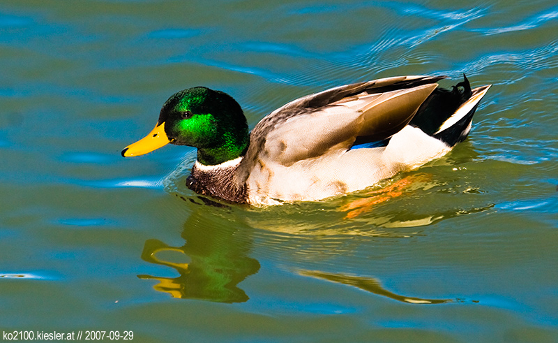 duck 2