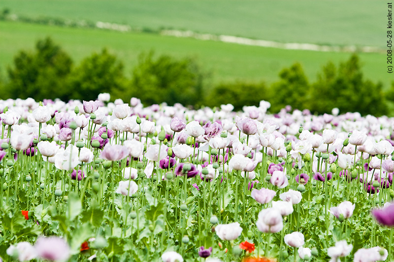 poppies 1