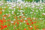 poppies 2