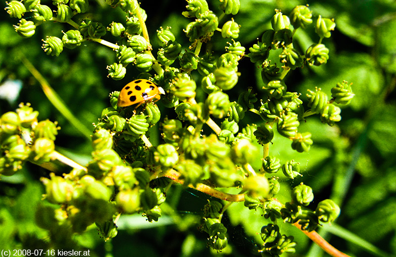 ladybug