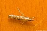 insect 1