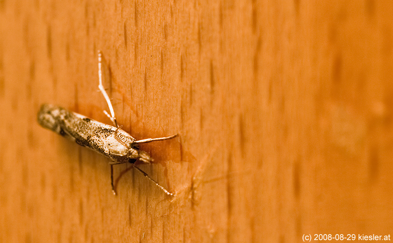 insect 2