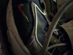 shoe