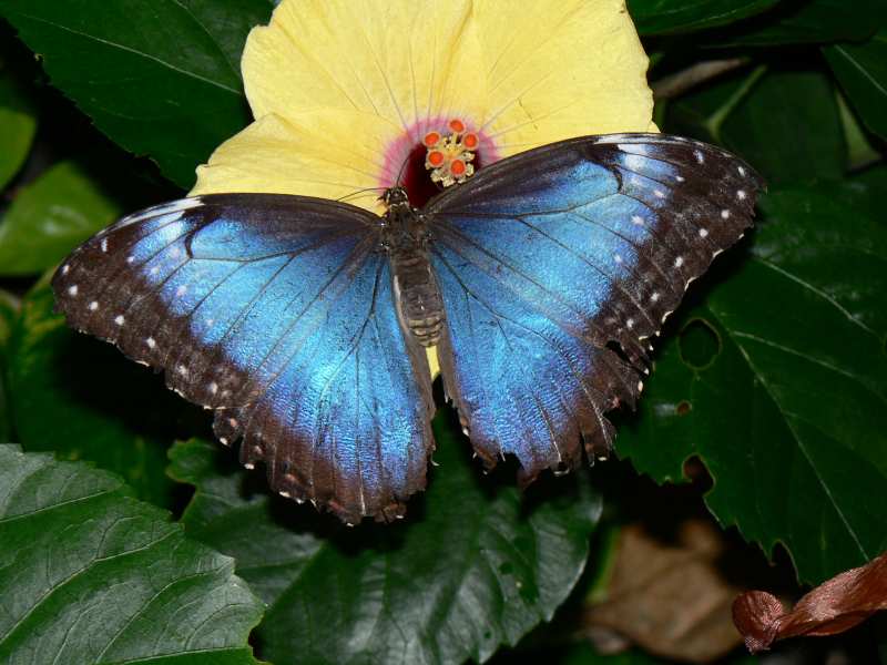 Schmetterling 4
